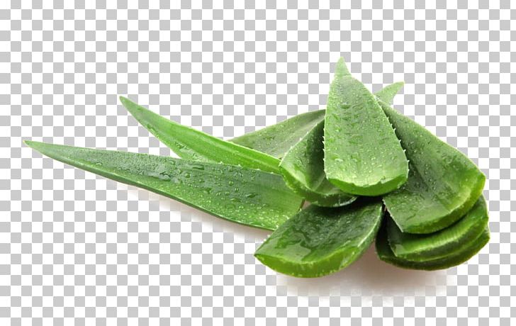 Aloe Vera Photography Plant PNG, Clipart, Acne, Agave, Aloe, Aloe Plant, Aloe Vera Free PNG Download