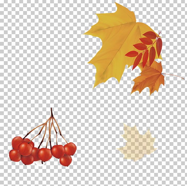 Autumn Leaf PNG, Clipart, Background Decoration, Deciduous, Encapsulated Postscript, Fall Leaves, Fruit Free PNG Download