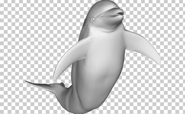 Common Bottlenose Dolphin 3D Modeling 3D Computer Graphics Animation PNG, Clipart, 3 D Model, 3d Computer Graphics, 3d Modeling, Animals, Animation Free PNG Download