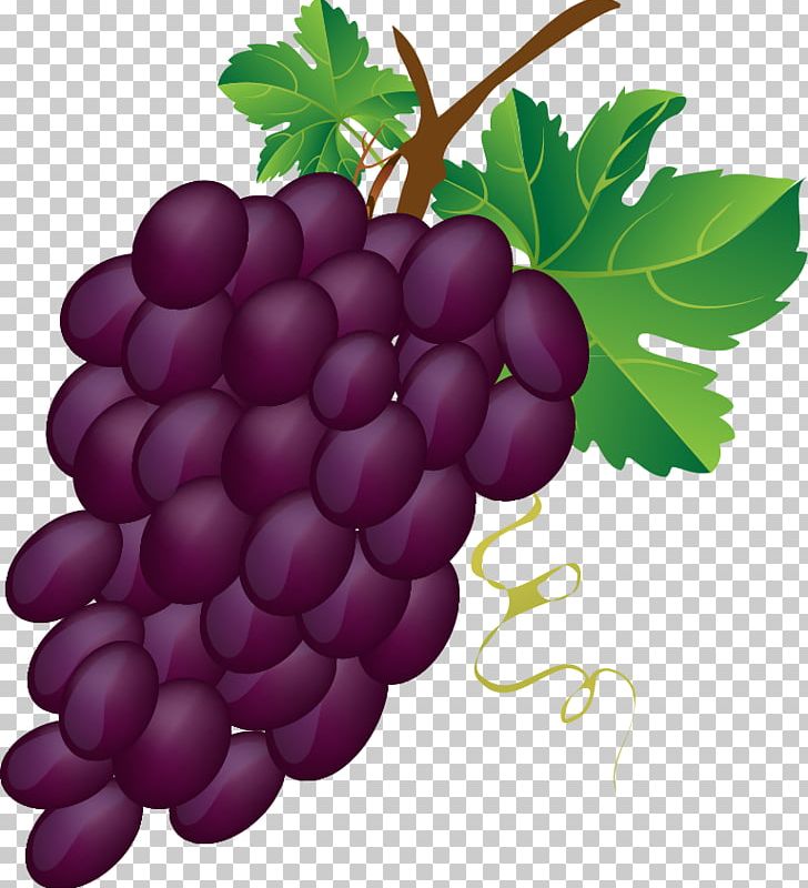 Common Grape Vine Wine Juice PNG, Clipart, Boysenberry, Cartoon Grapes Cliparts, Com, Drawing, Flowering Plant Free PNG Download