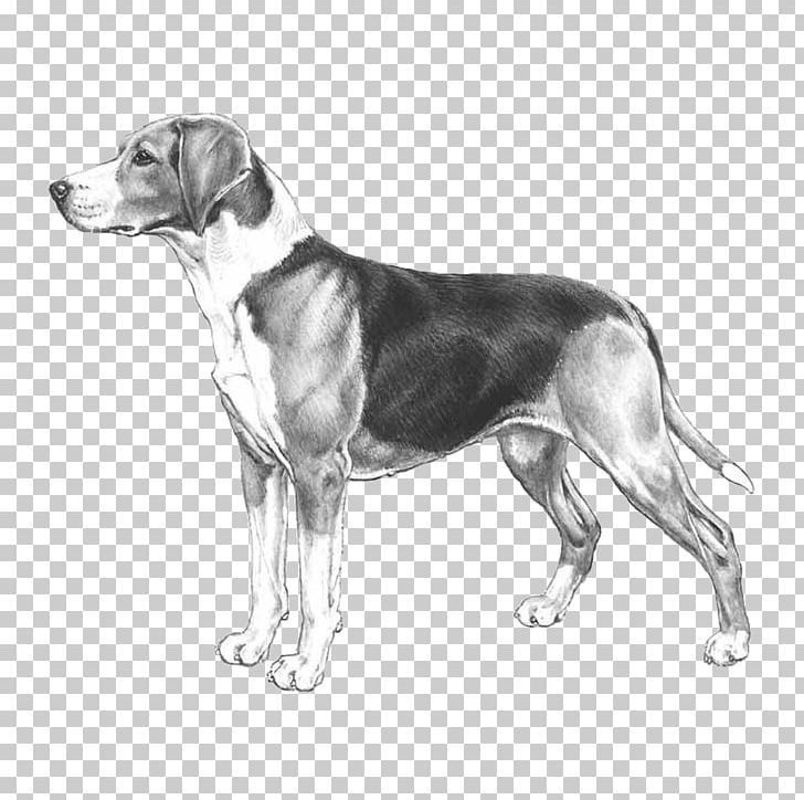 Harrier English Foxhound American Foxhound Beagle Treeing Walker Coonhound PNG, Clipart, American Foxhound, Beagle, Black And White, Breed, Breed Standard Free PNG Download