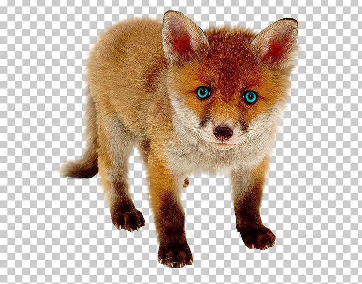 Red Fox Dog Three-letter Acronym PNG, Clipart, Animal, Animals, Animation, Canidae, Carnivora Free PNG Download