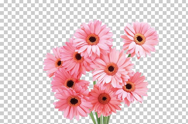 Transvaal Daisy Flower Pink Rose PNG, Clipart, Annual Plant, Artificial Flower, Chrysanthemum Chrysanthemum, Chrysanthemums, Color Free PNG Download