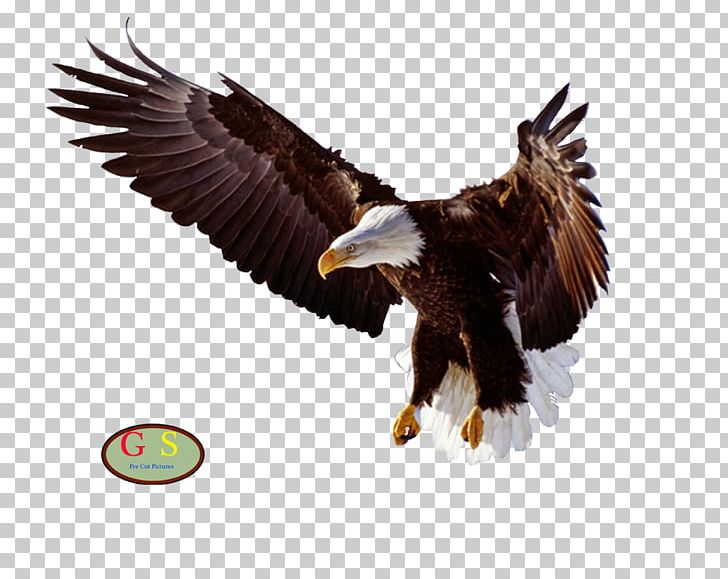 Bald Eagle Bird PNG, Clipart, Accipitriformes, Animals, Bald Eagle, Beak, Bird Free PNG Download