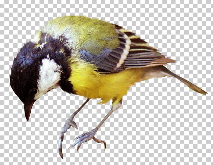 Bird Great Tit PNG, Clipart, Beak, Bird, Download, Fauna, Feather Free PNG Download