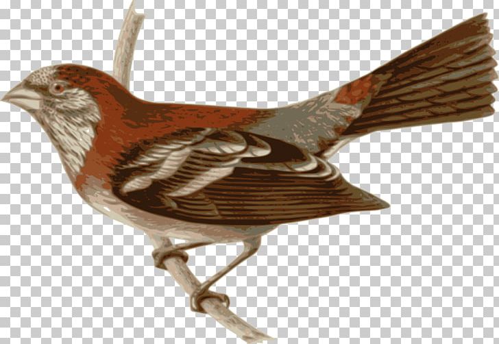 Bird Three-banded Rosefinch PNG, Clipart, Animals, Beak, Big Bird, Bird, Cockatoo Free PNG Download