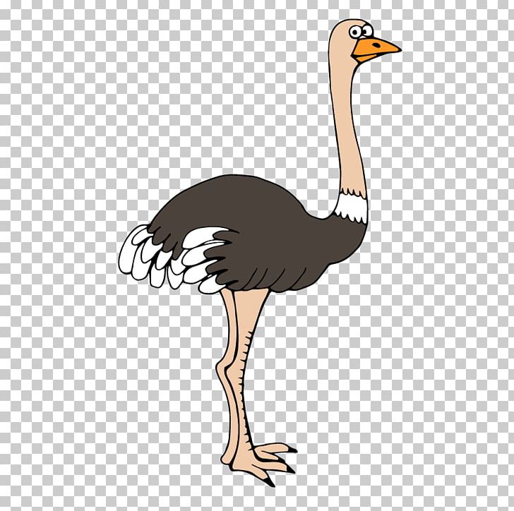 Common Ostrich Bird Cartoon Feather PNG, Clipart, Animal, Animals, Beak, Color, Color Of Lead Free PNG Download