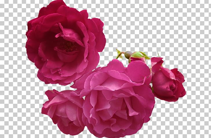 Garden Roses Cabbage Rose China Rose Wedding Blog PNG, Clipart, Anniversary, Blog, China Rose, Cut Flowers, Floribunda Free PNG Download