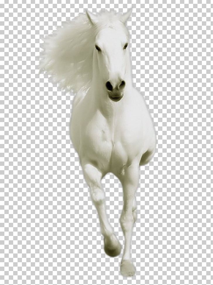 Mustang Stallion Animal Mule Pony PNG, Clipart, Animal, Animal Figure, At Resimleri, Culture, Dog Free PNG Download