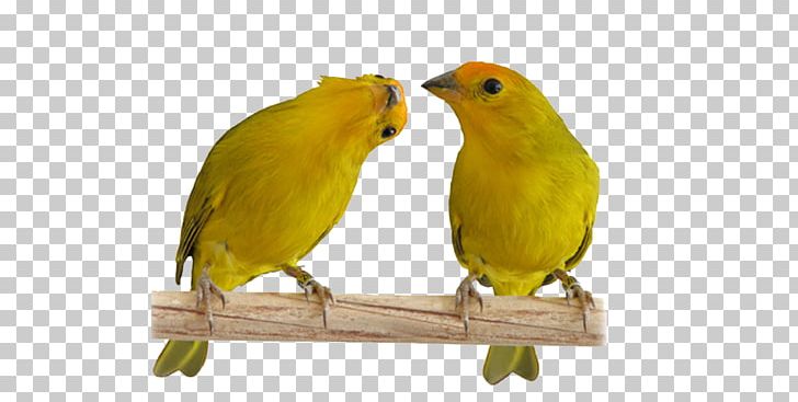 Atlantic Canary Saffron Finch Passerine Lovebird Pet PNG, Clipart, 2016, Atlantic Canary, Beak, Bird, Brazil Free PNG Download