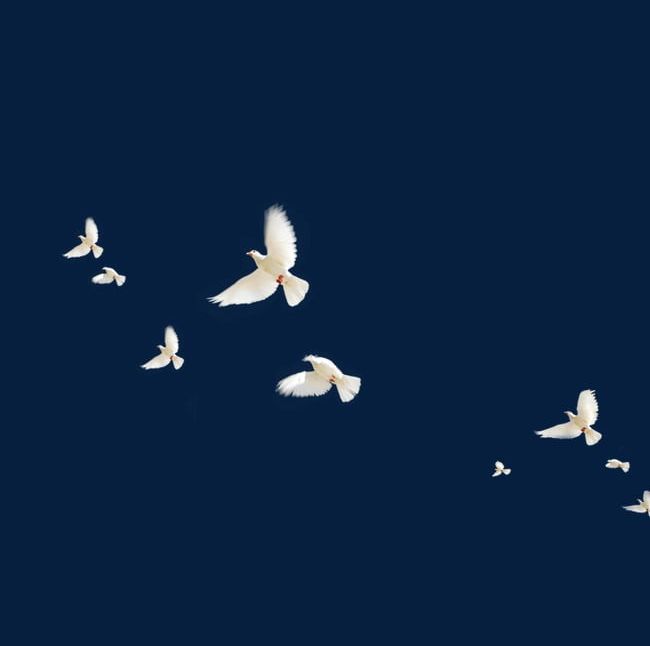 Birds Fly PNG, Clipart, Birds, Birds Clipart, Birds Clipart, Birds Fly, Fly Free PNG Download