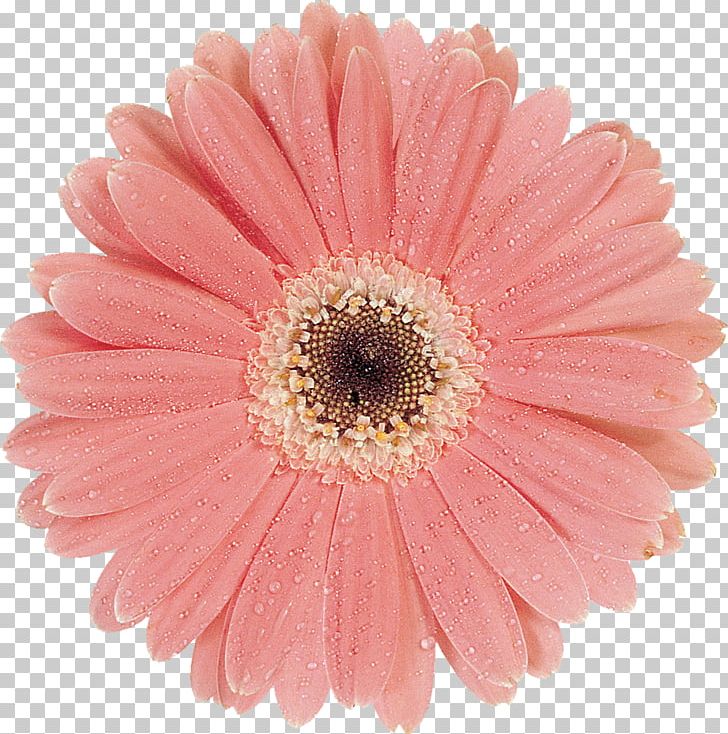 Cut Flowers Oxeye Daisy Daisy Family Chrysanthemum Argyranthemum Frutescens PNG, Clipart, Argyranthemum Frutescens, Asterales, Chrysanthemum, Chrysanths, Cut Flowers Free PNG Download