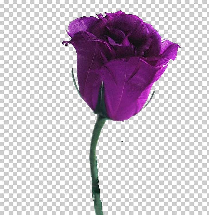 Desktop Rose Flower Violet Purple PNG, Clipart, Blue, Color, Cut Flowers, Desktop Wallpaper, Flower Free PNG Download