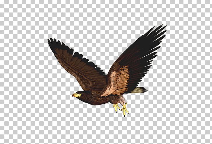 Bird Of Prey Hawk PNG, Clipart, Accipitriformes, American Kestrel, Animals, Bald Eagle, Beak Free PNG Download