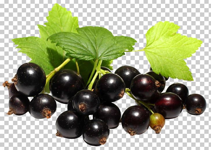 Blackcurrant Juice Zante Currant Grape PNG, Clipart, Bilberry, Blackberry, Black Currant, Blackcurrant, Blueberry Free PNG Download