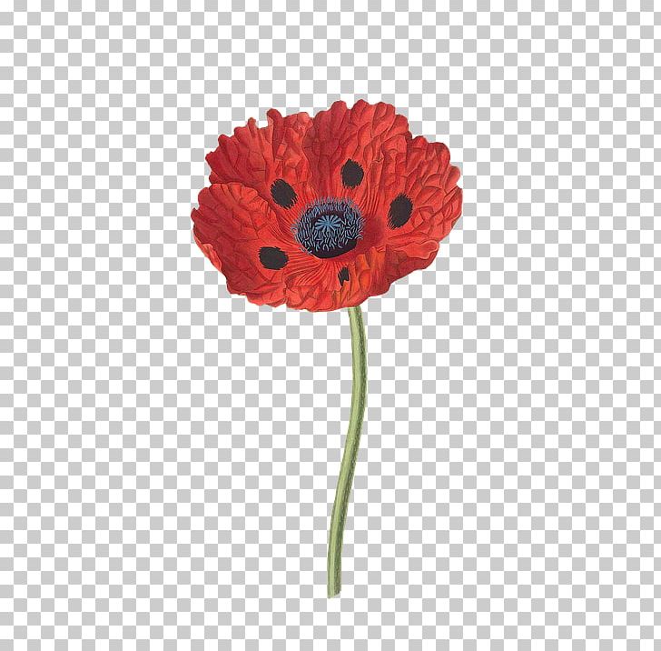 Common Poppy Flower Botany Opium Poppy PNG, Clipart, Botanical Illustration, Botany, Common Poppy, Coquelicot, Cut Flowers Free PNG Download