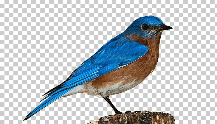 How to Draw a Bluebird - DrawingNow