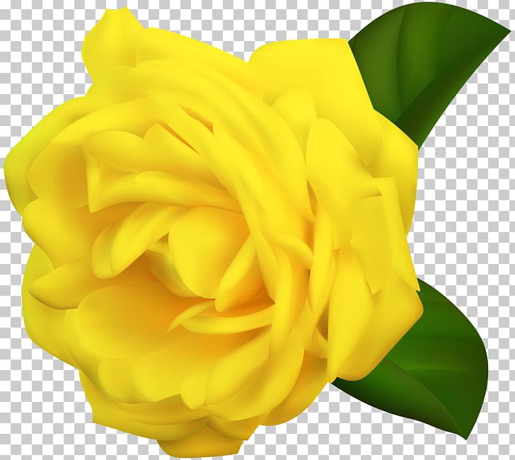Yellow Garden Roses PNG, Clipart, Clipart, Clip Art, Cut Flowers, Desktop Wallpaper, Download Free PNG Download