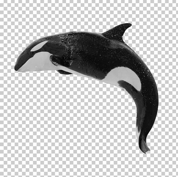 Killer Whale Baleen Whale Humpback Whale Blue Whale PNG, Clipart, Animals, Baleen Whale, Blue Whale, Bowhead Whale, Dolphin Free PNG Download