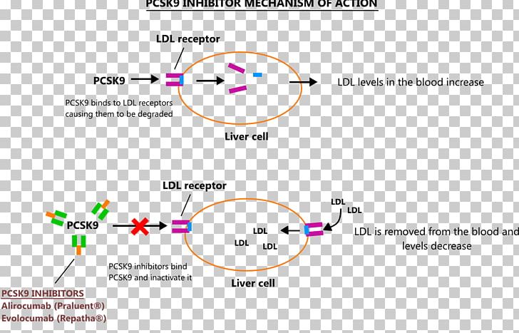 PCSK9 Mechanism Of Action Enzyme Inhibitor Alirocumab Cholesterol PNG, Clipart, Alirocumab, Angle, Area, Cholesterol, Circle Free PNG Download