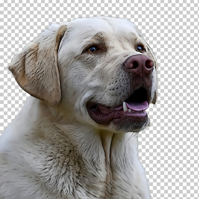 Dog Labrador Retriever Retriever Sporting Group Snout PNG, Clipart, Dog, Labrador Retriever, Retriever, Snout, Sporting Group Free PNG Download