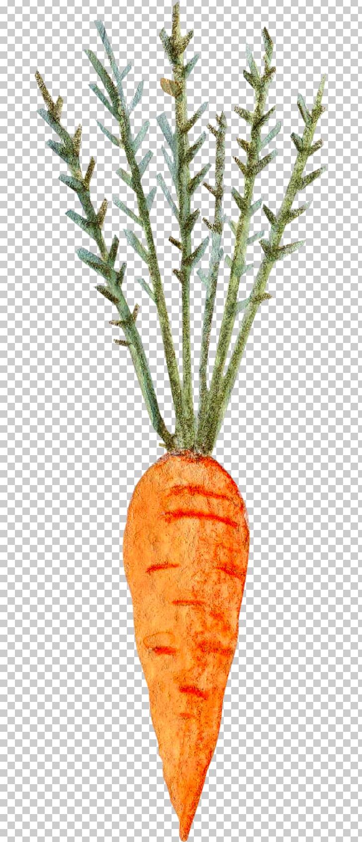 Carrot Vegetable PNG, Clipart, Branch, Daucus Carota, Download, Encapsulated Postscript, Food Free PNG Download