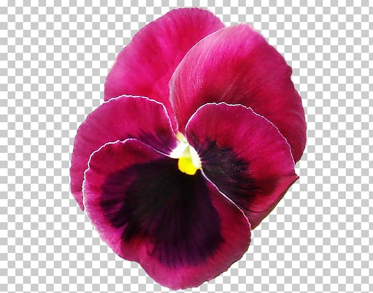 Pansy Magenta Annual Plant Petal PNG, Clipart, Annual Plant, Flower, Flowering Plant, Magenta, Miscellaneous Free PNG Download