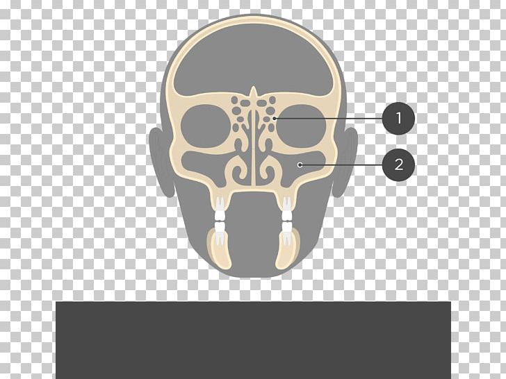 Perpendicular Plate Of Ethmoid Bone Ethmoid Sinus Frontal Bone Anatomy PNG, Clipart, Anatomy, Bone, Brand, Ethmoid Bone, Ethmoid Sinus Free PNG Download