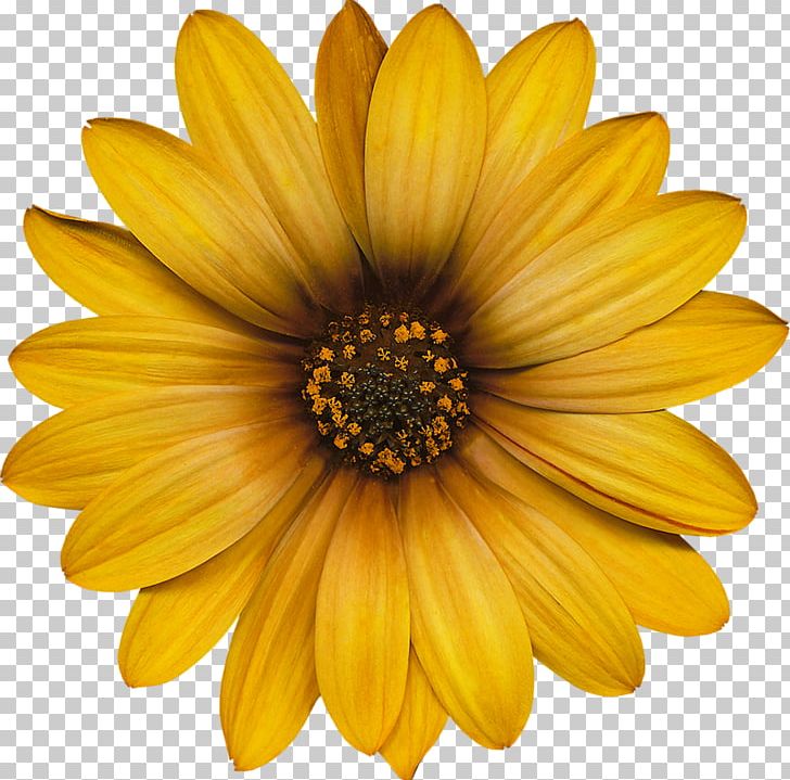 Common Sunflower Transvaal Daisy Color PNG, Clipart, Annual Plant, Blue, Chrysanths, Color, Common Daisy Free PNG Download