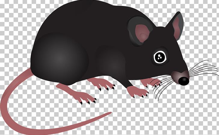 Mouse Rodent Rat Pest Control PNG, Clipart, Animals, Carnivoran, Computer Icons, Fauna, Health Free PNG Download