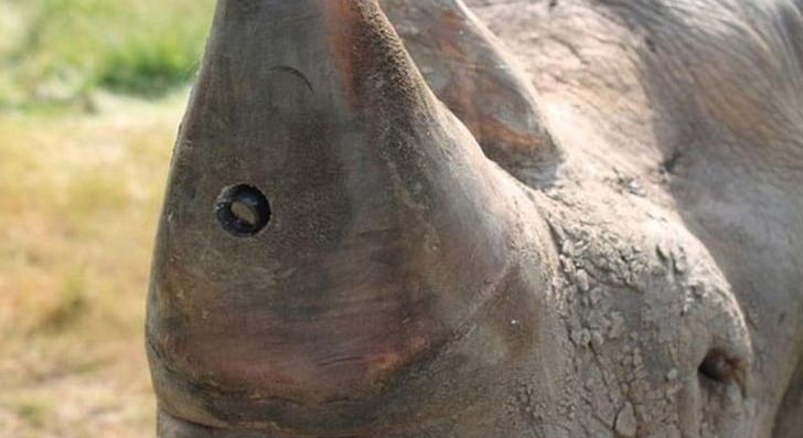 Northern White Rhinoceros Poaching Camera Horn PNG, Clipart, Animal, Animals, Camera, Conservation Movement, Extinction Free PNG Download