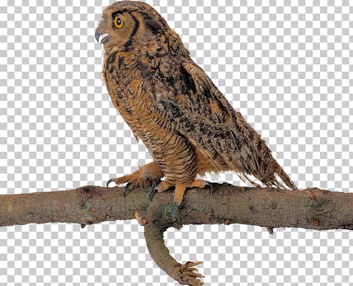 Tawny Owl Bird Bald Eagle Great Horned Owl PNG, Clipart, Accipitriformes, Animals, Bald Eagle, Beak, Bird Free PNG Download