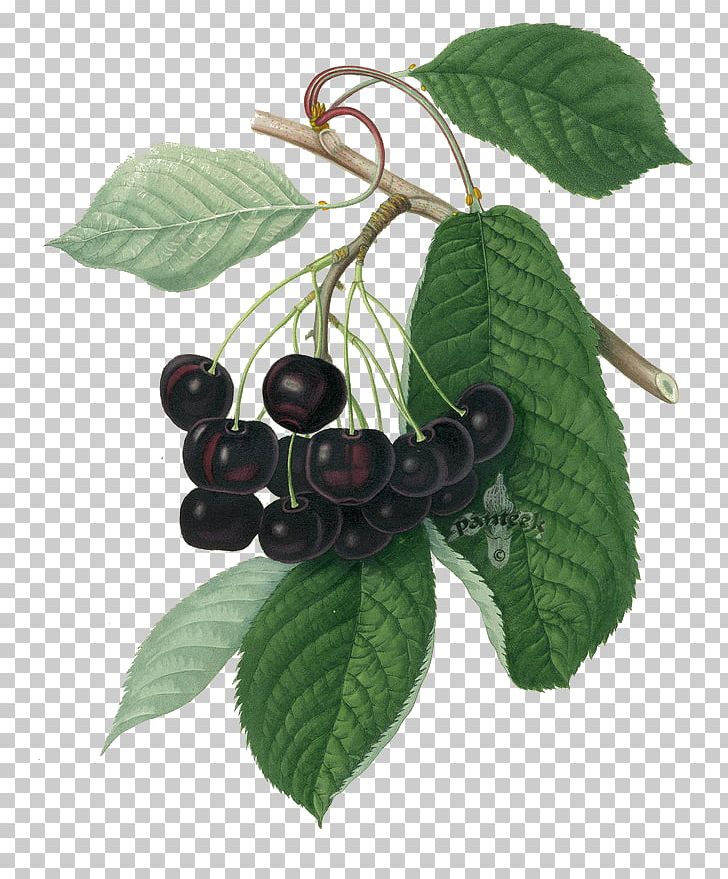 Bilberry Cherry Strawberry Fruit Printing PNG, Clipart, Apple, Aristotelia Chilensis, Berry, Black, Botanical Illustration Free PNG Download
