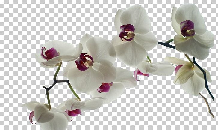 Rare Orchids Desktop Yellow PNG, Clipart, Black And White, Blossom, Branch, Color, Cut Flowers Free PNG Download