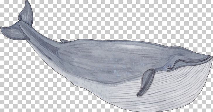 Balaenidae Whale Painting PNG, Clipart, Animals, Baleen Whale, Cetacea, Dolphin, Drawing Free PNG Download