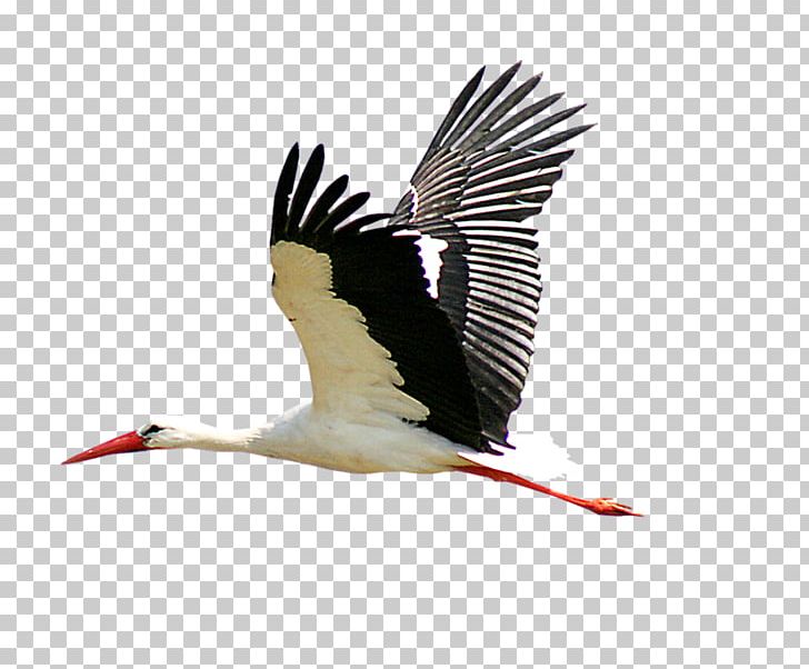 White Stork Crane PNG, Clipart, Beak, Bird, Black Stork, Ciconia, Ciconiiformes Free PNG Download