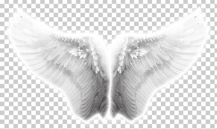 Angel Wing Icon PNG, Clipart, Angel, Angel Wings, Chicken Wings, Closeup, Computer Wallpaper Free PNG Download