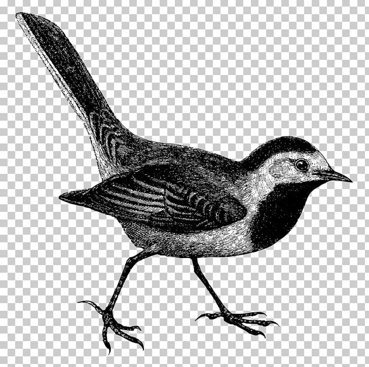 Common Blackbird Euclidean PNG, Clipart, Animal, Beak, Bird, Birds, Black And White Free PNG Download