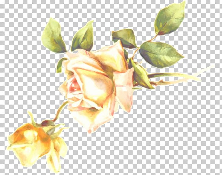 Garden Roses Flower PNG, Clipart, Bud, Computer Icons, Cut Flowers, Desktop Wallpaper, Flower Free PNG Download