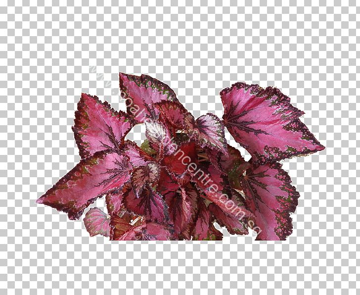 Painted-leaf Begonia Sunlight Noah Garden Centre Soil PNG, Clipart, Begonia, Begonia Coccinea, Flower, Herb, Humidity Free PNG Download