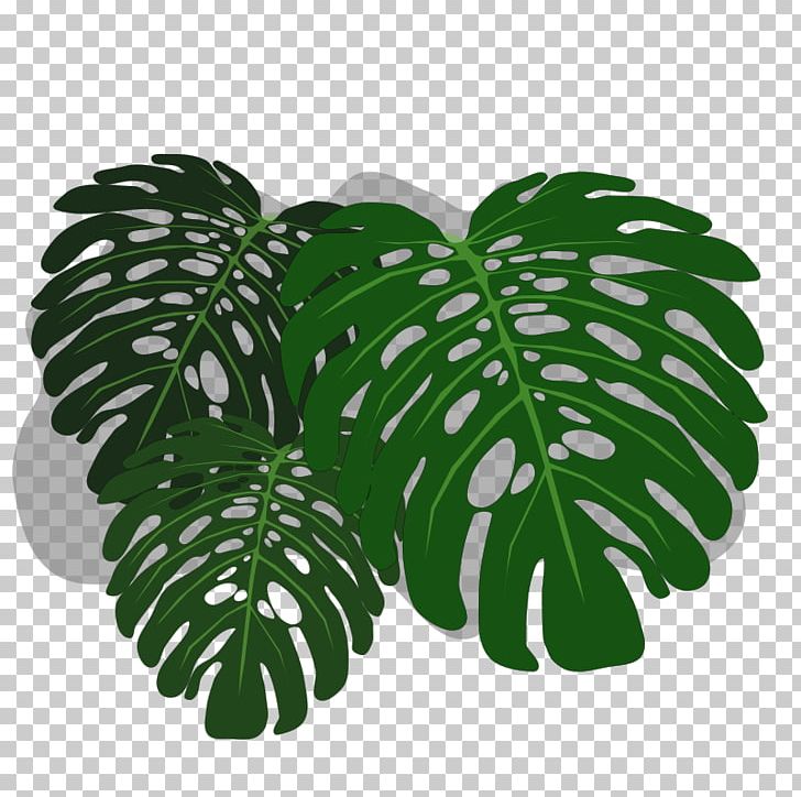 Philodendron Swiss Cheese Plant Desktop PNG, Clipart, Clip Art, Desktop Wallpaper, Download, Green, Inkscape Free PNG Download