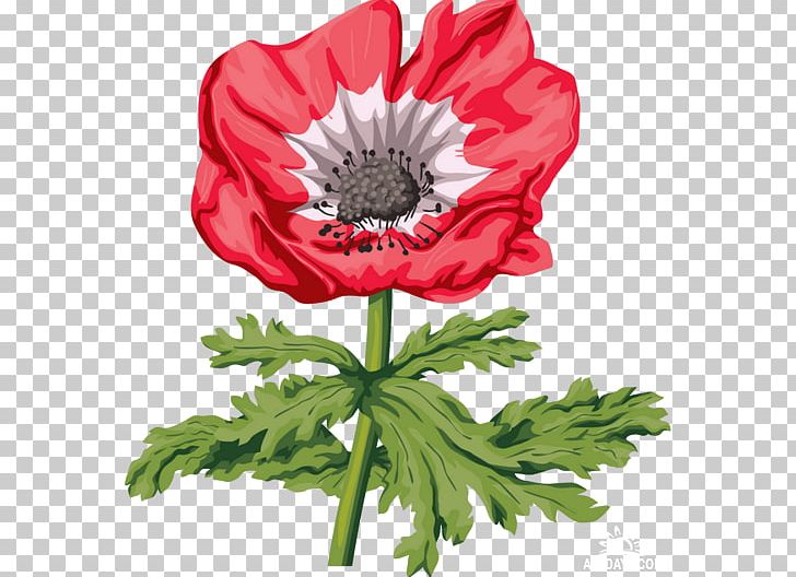 Poppy Drawing Flower Painting PNG, Clipart, Anemone, Annual Plant, Chrysanths, Common Poppy, Cut Flowers Free PNG Download