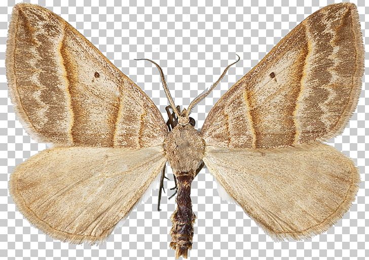 Silkworm Brown House Moth Brush-footed Butterflies Gossamer-winged Butterflies Butterfly PNG, Clipart, Arthropod, Bombycidae, Bombyx, Bombyx Mori, Brush Footed Butterfly Free PNG Download