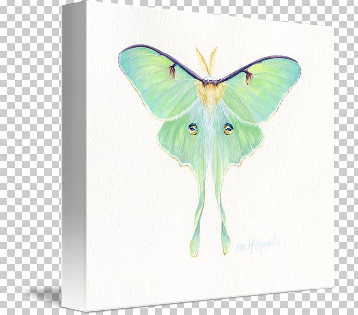 Butterfly Luna Moth Wing Technology PNG, Clipart, Butterfly, Chad Reed, Channing Tatum, Grey, Insect Free PNG Download