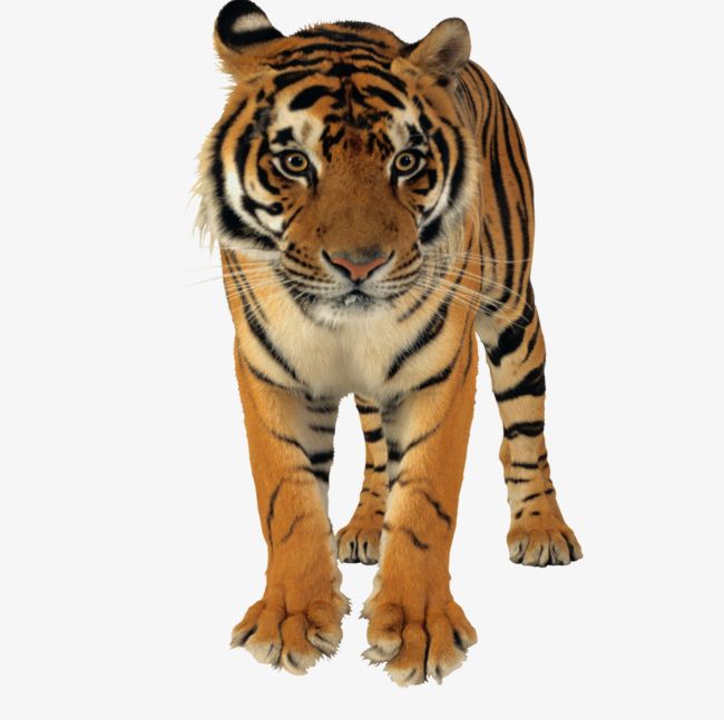 Forest Ferocious Tiger Animal Tiger PNG, Clipart, Animal, Animal Clipart, Animal Clipart, Ferocious Clipart, Ferocious Clipart Free PNG Download