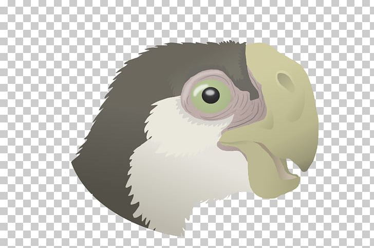 Owl Flightless Bird Beak PNG, Clipart, Animals, Animated Cartoon, Beak, Bird, Bird Of Prey Free PNG Download