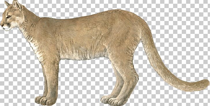 Whiskers Cougar Lion Big Cat PNG, Clipart, Animal, Animal Figure, Animals, Big Cat, Big Cats Free PNG Download