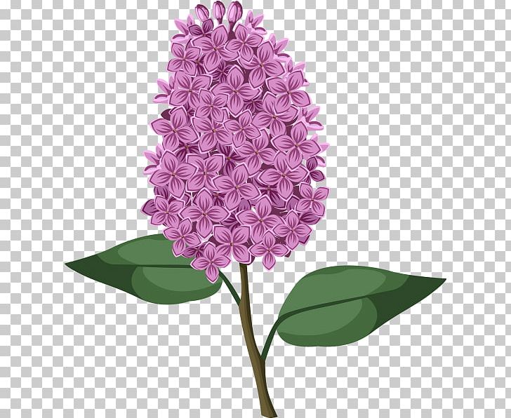 Cut Flowers Photography PNG, Clipart, Botanical Illustration, Branch, Cut Flowers, Flower, Flowering Plant Free PNG Download
