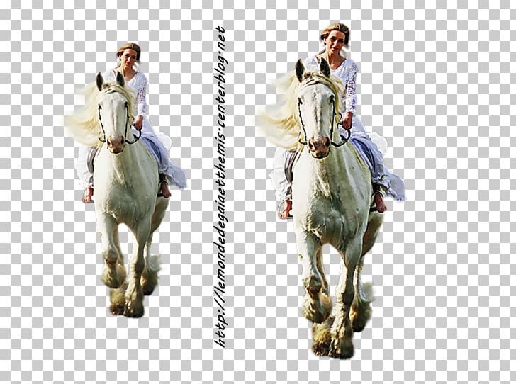 Horse Animal Woman PNG, Clipart, 2016, Animal, Athlete, Blog, Cheval Free PNG Download