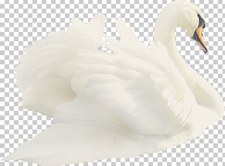 Cygnini Duck Feather Beak White PNG, Clipart, Animals, Beak, Beautiful, Beautiful Goose, Bird Free PNG Download